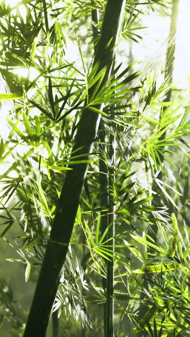 La luce filtra attraverso il bambù verde in una fitta foresta di giorno.