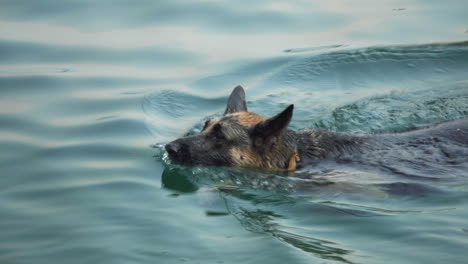 close up, german shepherd swimming in lake with clear water