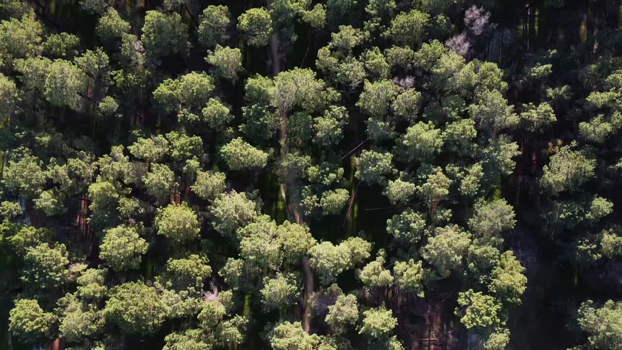 un avión volando lentamente sobre una plantación de bosque de pinos en gnangara, perth, australia occidental