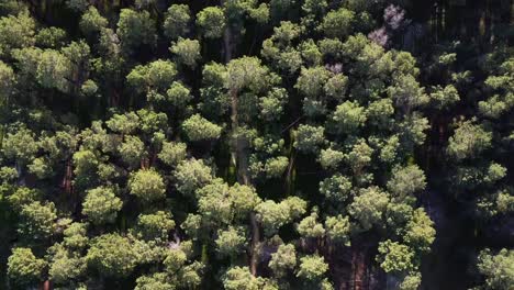 Vista-Aérea-Que-Vuela-Lentamente-Sobre-Una-Plantación-Forestal-De-Pinos-En-Gnangara,-Perth,-Australia-Occidental