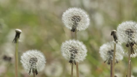 Löwenzahn-Auf-Einer-Wiese,-Nahaufnahme-Von-Frühlingsblumen