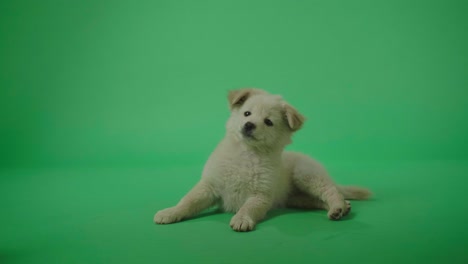 full view of a white dog laying down in the green screen studio then walking away