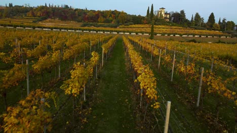 Drone-Aéreo-Escénico-4k-Volando-A-Lo-Largo-De-Un-Campo-De-Viñedo-Amarillo-Y-Verde-En-Las-Colinas-De-Valpolicella,-Verona,-Italia-En-Otoño-Después-De-La-Cosecha-De-Uvas-Para-Vino-Tinto-Al-Atardecer-Rodeado-De-Granjas-Tradicionales