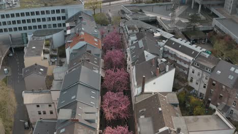 Drone---Aerial-Shot-Of-The-Cherry-Blossom-In-The-City-Bonn-Kirschbluete-In-Der-Heerstraße-Breitestraße-Bonn-Tourism-25p