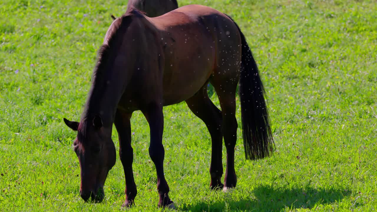 los caballos están masticando la hierba en el prado - de cerca