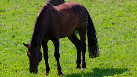 Horses-are-Munching-on-Grass-in-the-Meadow---Close-Up