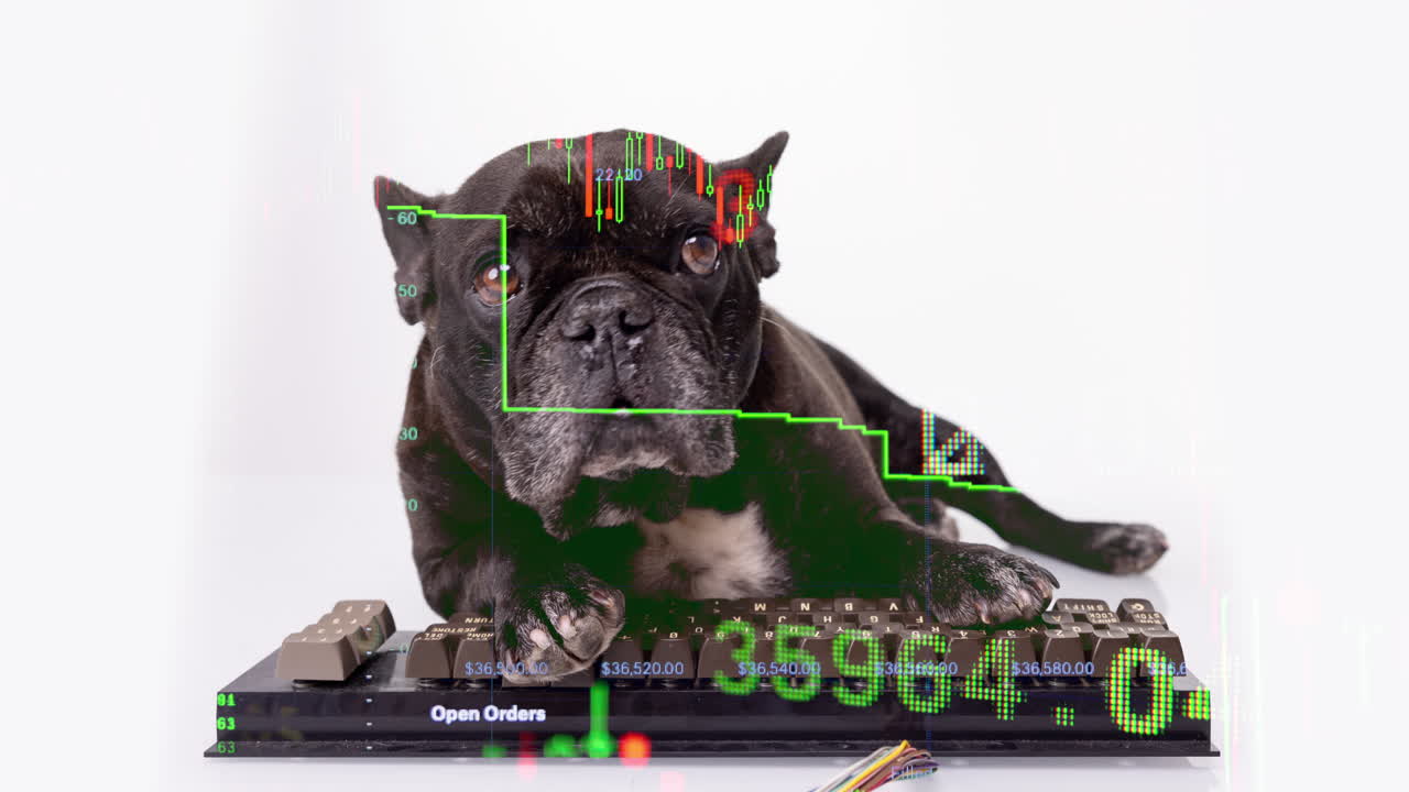 키보드와 함께 누워있는 개 해커 해킹, 스튜디오 영상