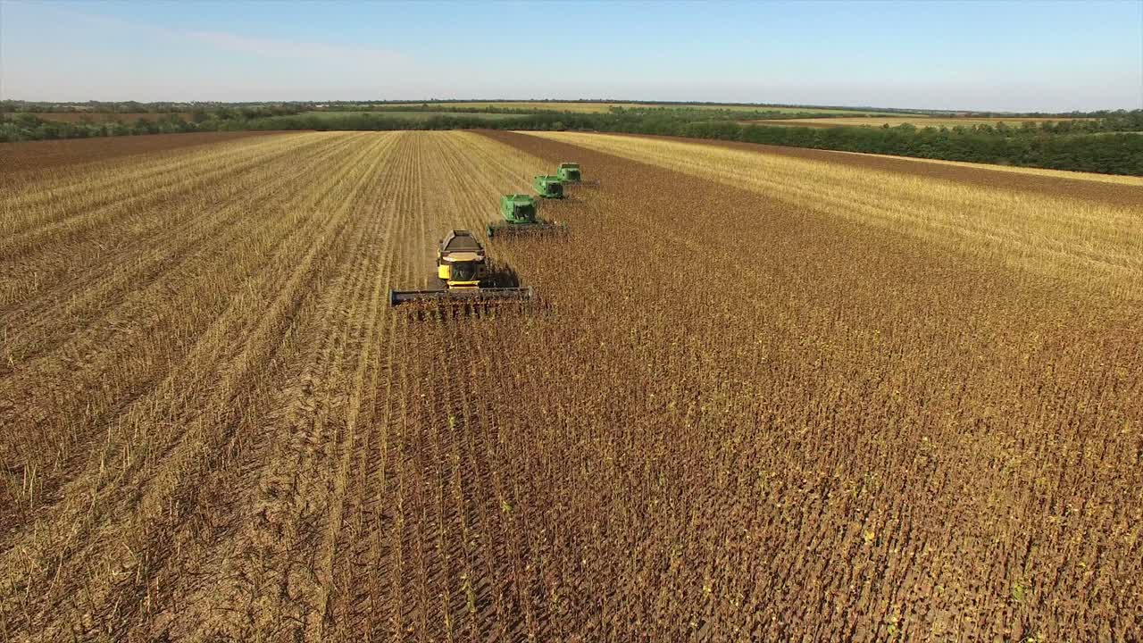 Harvesting sunflower field with combine harvesters