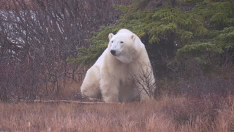 slow motion polar bear sitting and looking around amongst the sub-arctic brush and trees of churchill, manitoba