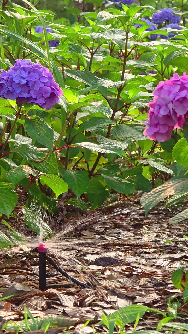 A garden sprinkler irrigates blooming pink and purple hydrangeas, with mulch covering the ground, creating a fresh and vibrant summer garden scene
