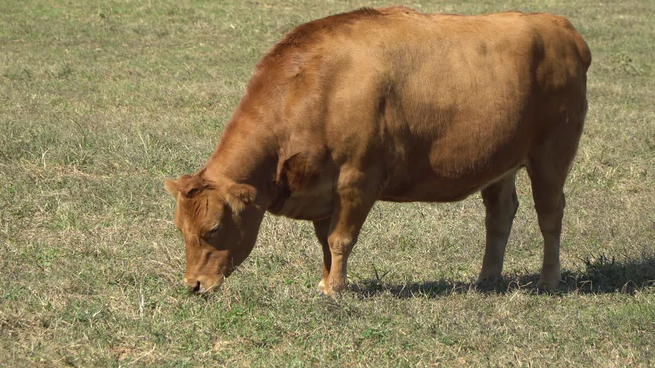 hanwoo - vaca marrón pastando en los pastos verdes en las tierras de cultivo de anseong en gyeonggi-do, corea del sur