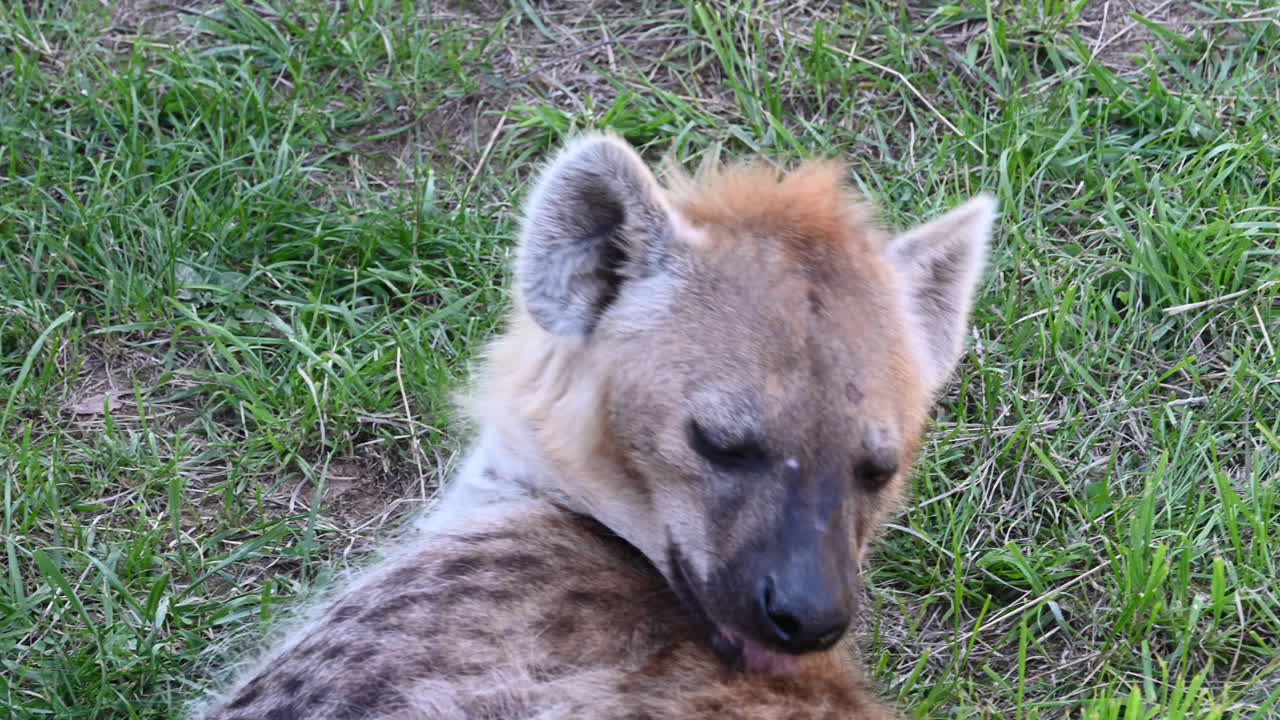 a hyena licks its back in a grass field, animal in a zoo