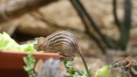 lindo ratón de hierba comiendo ensalada del tazón en el zoológico durante el día soleado, cerrar