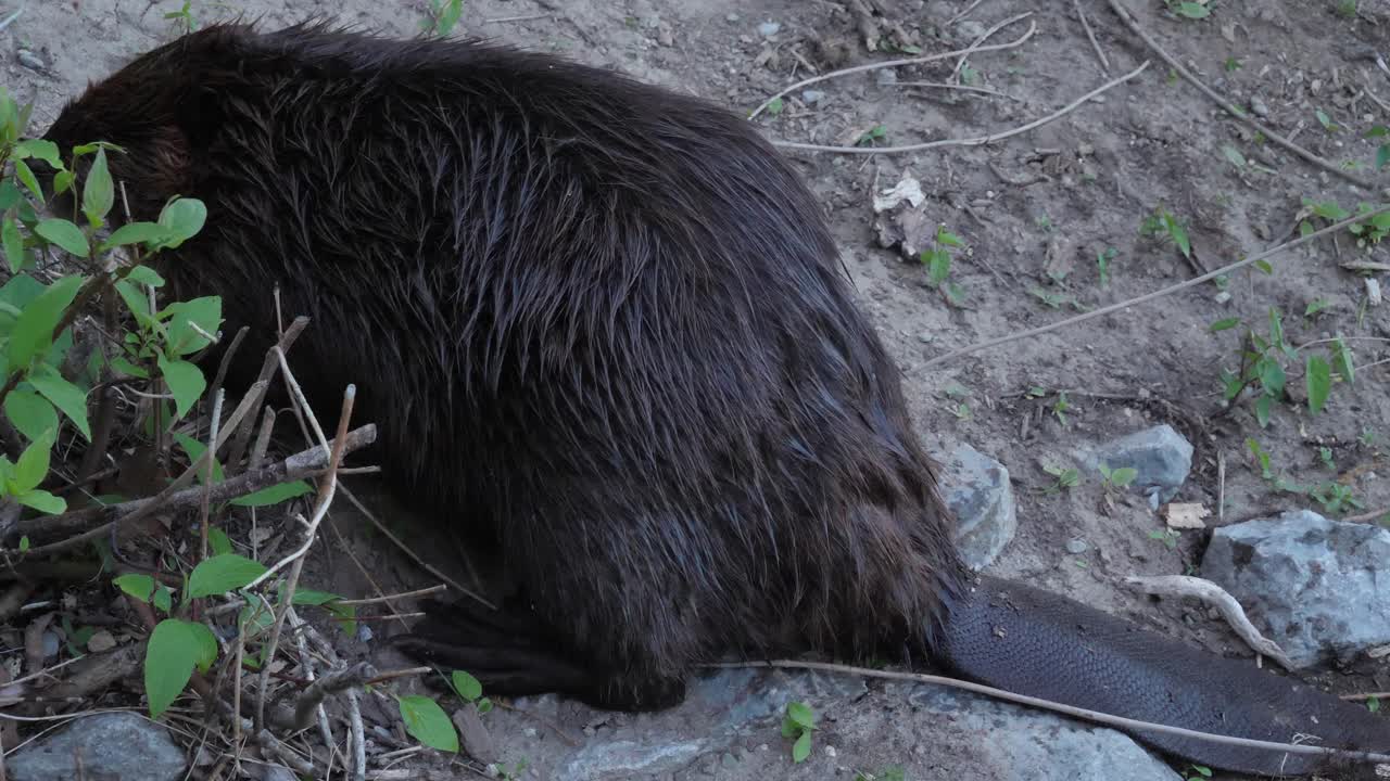 castor oscuro húmedo en la orilla comiendo plantas
