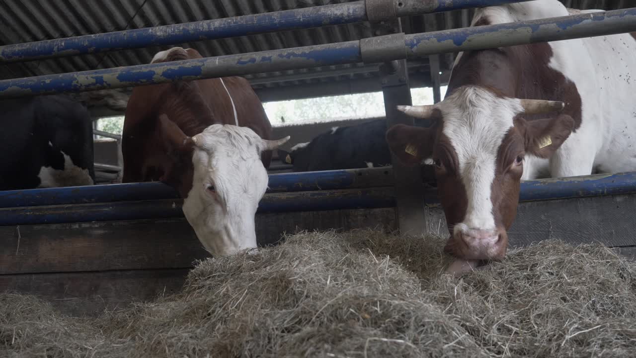 Due mucche in una stalla che mangiano fieno, in un'azienda lattiero-casearia biologica
