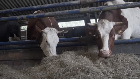 two cows in a barn eating hay, on an organic dairy farm