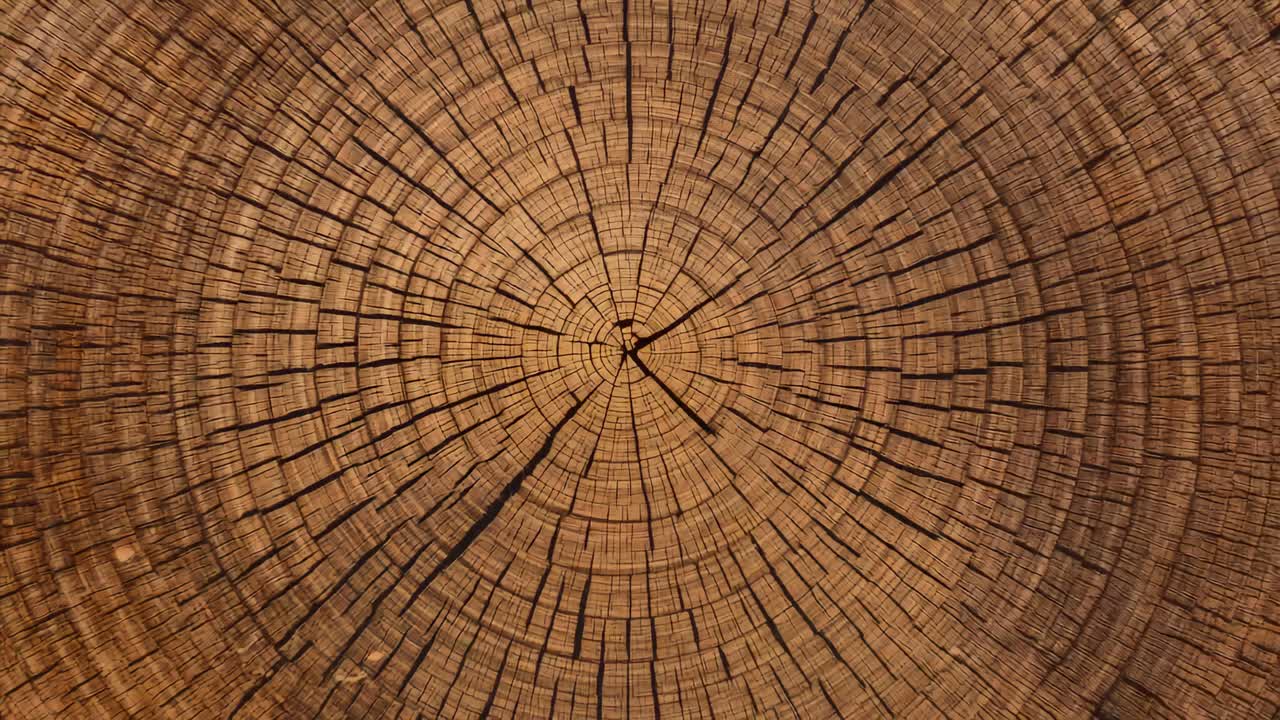 Starting sequence showing camera zooming out on tree slice in studio revealing rings and cracks