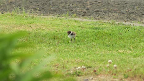 baby chick masked lapwing plover fledgling standing on grass