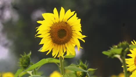 Vibrant-yellow-sunflower-crop-gently-blowing-in-countryside-breeze