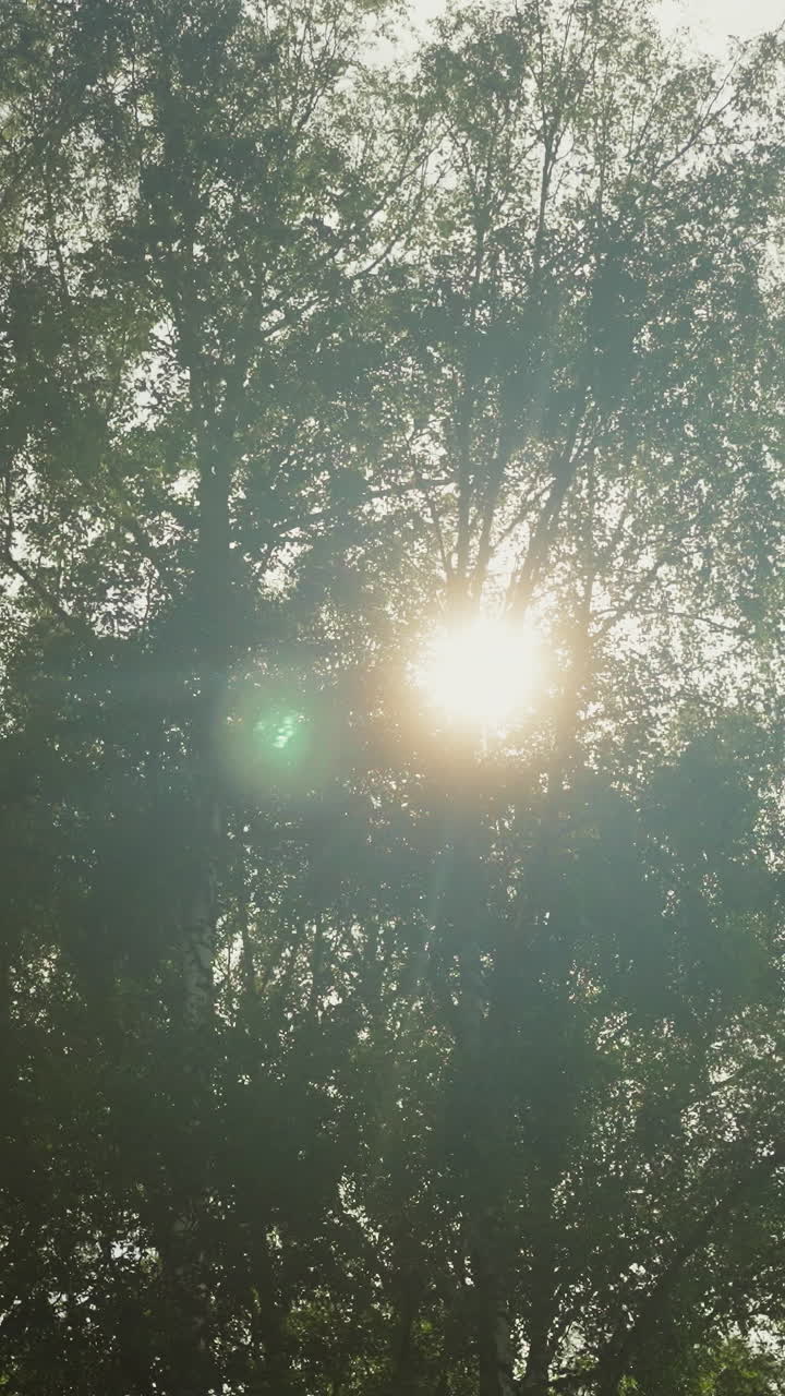 Sun rays break through trees in forest in clear weather. Variety of plants. Recreation in wild nature on vacation in warm summer slow motion