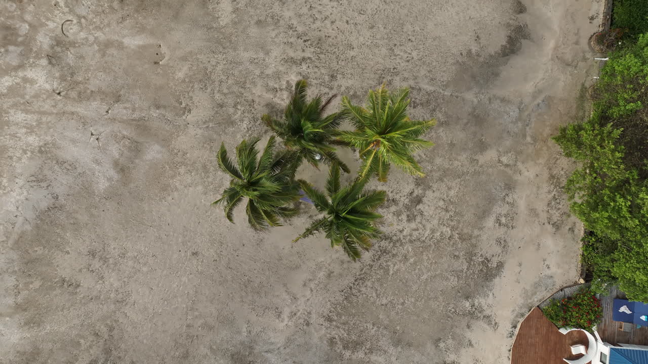 Rotating Top Down Aerial View Of Palm Trees Blowing In The Wind On Caribbean Island