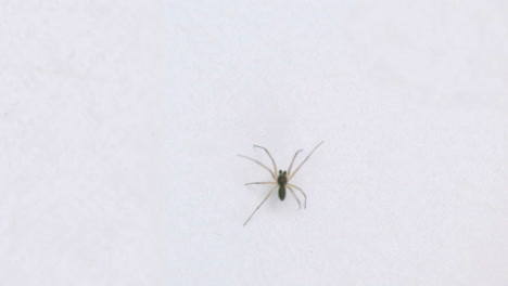 spider walking on the white background