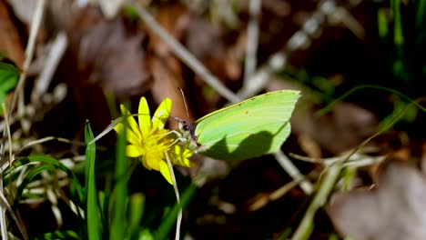 butterfly with green colored wings sitting on flower and gathering pollen in sunny forest