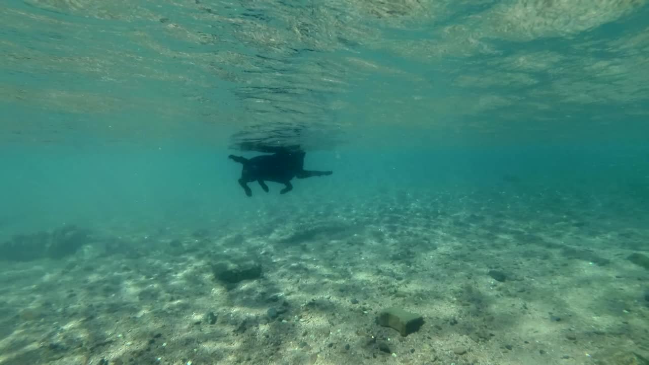 느린 동작, 검은 개가 빛 아래 물 표면에서 수영. 수중 촬영. 은 바다, 다하브, 이집트
