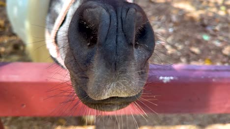 close-up of a horse's nose