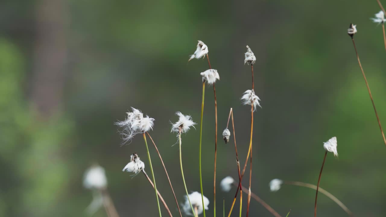 tocando con la mano el cottongrass en el campo - de cerca