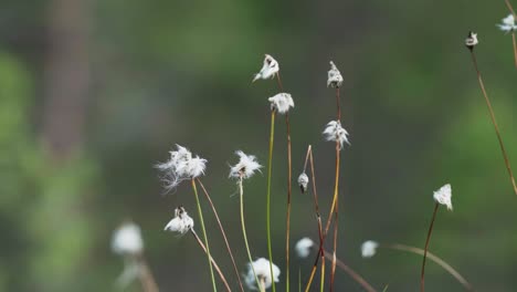 Hand-Berührt-Wollgras-Im-Feld---Nahaufnahme