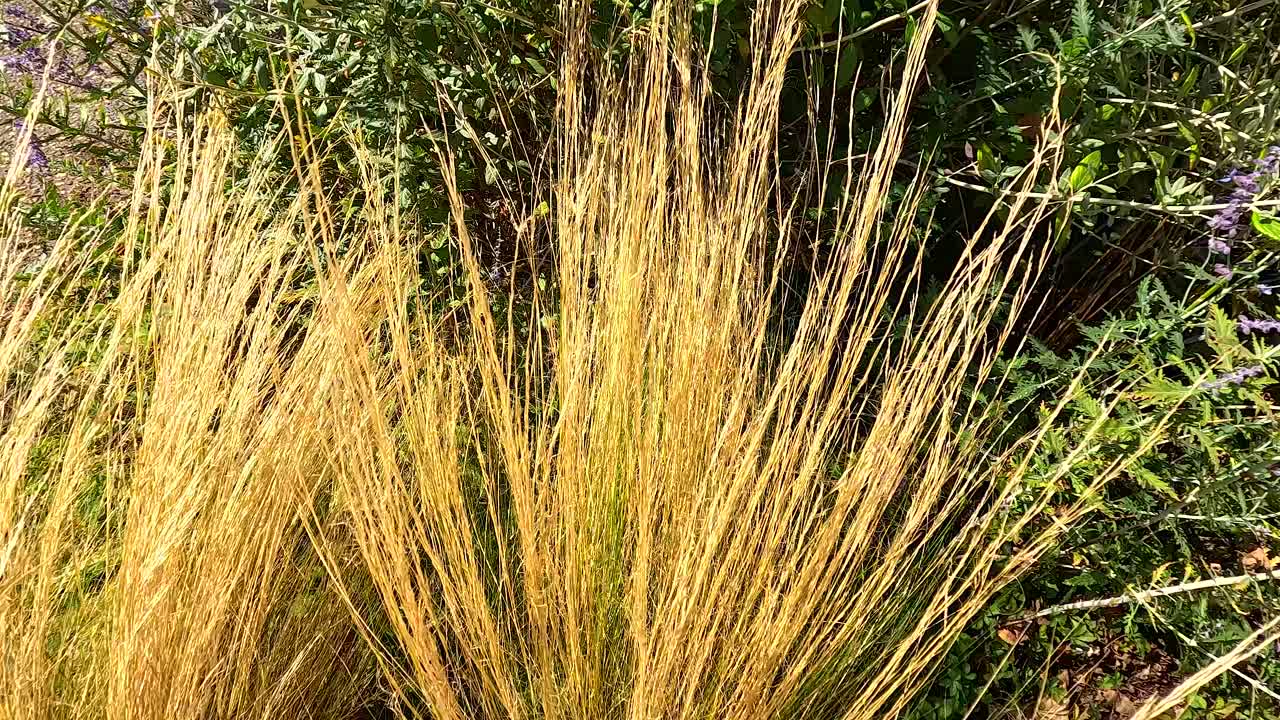 la hierba dorada se balancea suavemente en la brisa