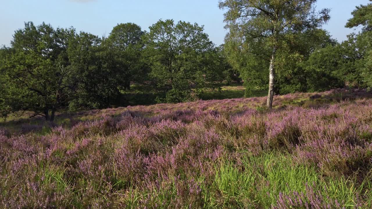 toma lenta de brezales en flor púrpura en el parque nacional de meinweg, países bajos - 4k60
