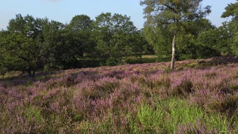 Langsame-Aufnahme-Der-Lila-Blühenden-Heide-Im-Nationalpark-De-Meinweg,-Niederlande---4k60