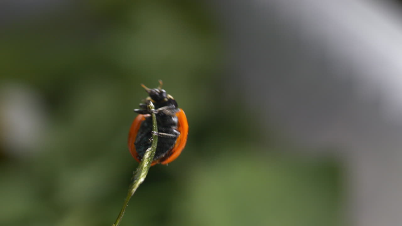 Macro of Ladybug or ladybird beetle climbs a blade of green grass and flies away