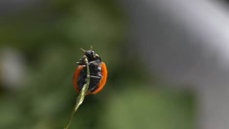 Macro of Ladybug or ladybird beetle climbs a blade of green grass and flies away