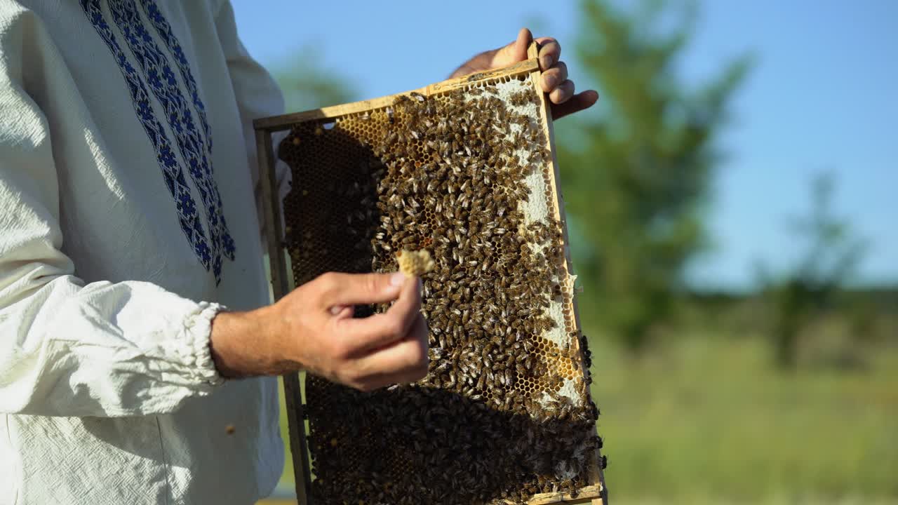 Frames of a bee hive. Hand of beekeeper is working with bees and beehives on the apiary.