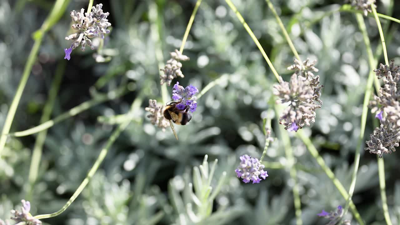Bumblebee collecting nectar from lavender flowers