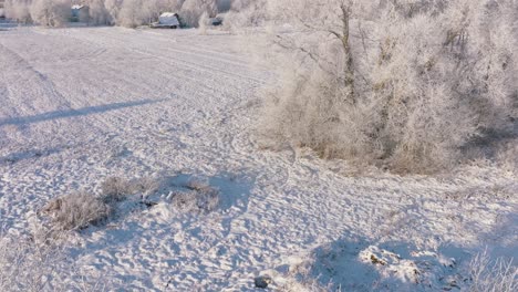 Aerial-birdseye-view-of-European-roe-deer-running-into-snow-covered-trees-at-the-agricultural-field,-sunny-winter-day,-wide-angle-drone-shot-moving-forward,-slow-motion