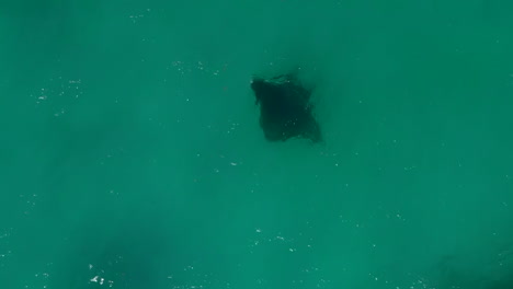 Large,-black-manta-ray-has-a-friendly-encounter-with-a-boat---aerial-vertical
