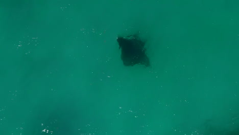 una manta raya grande y negra tiene un encuentro amistoso con un barco - vertical aéreo