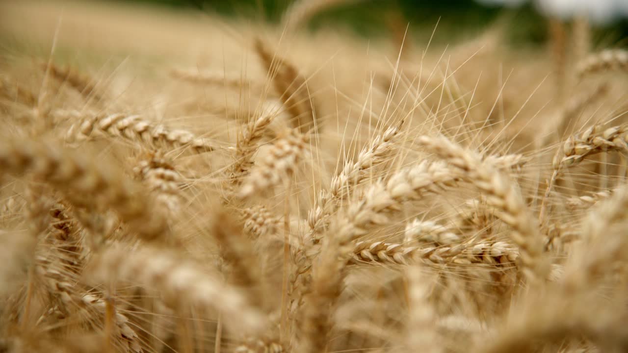 Wheat Field With Ripe Golden Ears During Harvest Season