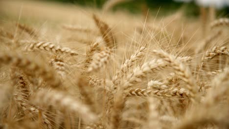 Wheat-Field-With-Ripe-Golden-Ears-During-Harvest-Season