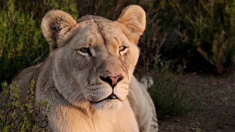 lioness laying down in shrubs looking attentively at something in warm evening light