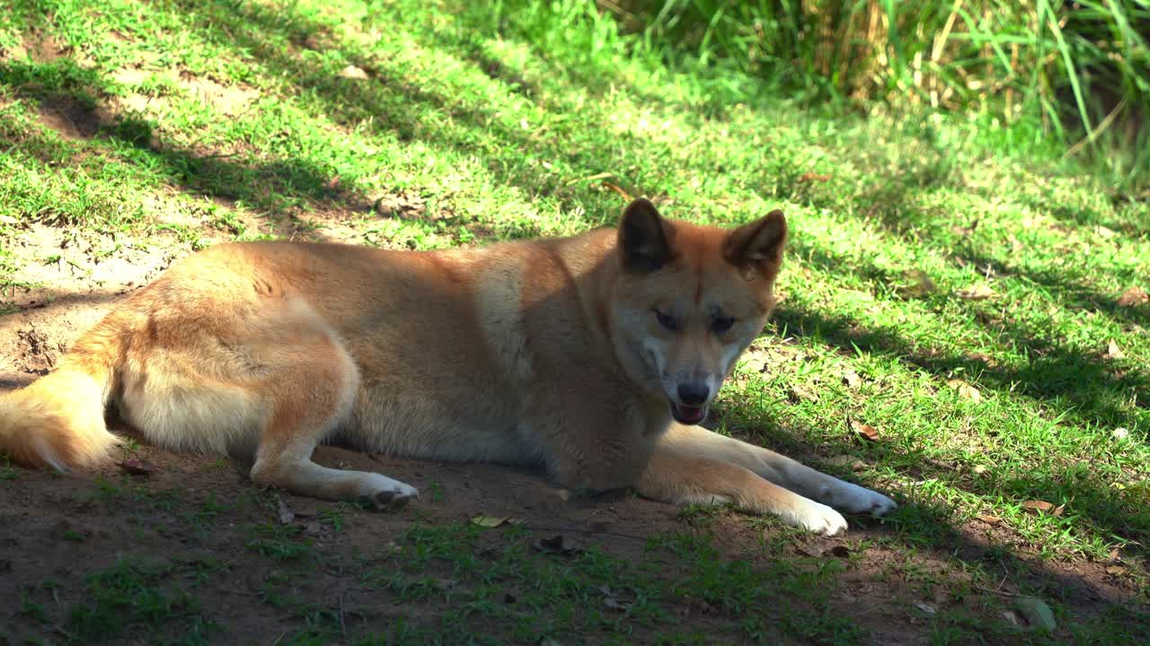 Close up shot of Australian native wildlife species, Australia's wild dog, dingo, canis familiaris spotted lying and resting on the grassland under the shaded area, yawning and relaxing at daytime