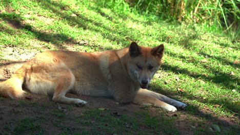 Primer-Plano-De-Especies-De-Vida-Silvestre-Nativa-Australiana,-Perro-Salvaje-De-Australia,-Dingo,-Canis-Familiaris-Visto-Tirado-Y-Descansando-En-El-Pastizal-Bajo-El-área-Sombreada,-Bostezando-Y-Relajándose-Durante-El-Día