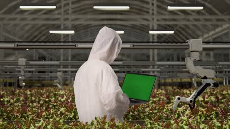 back view of a man researcher using green screen laptop and looking around while standing in the greenhouse with smart robotic farmers