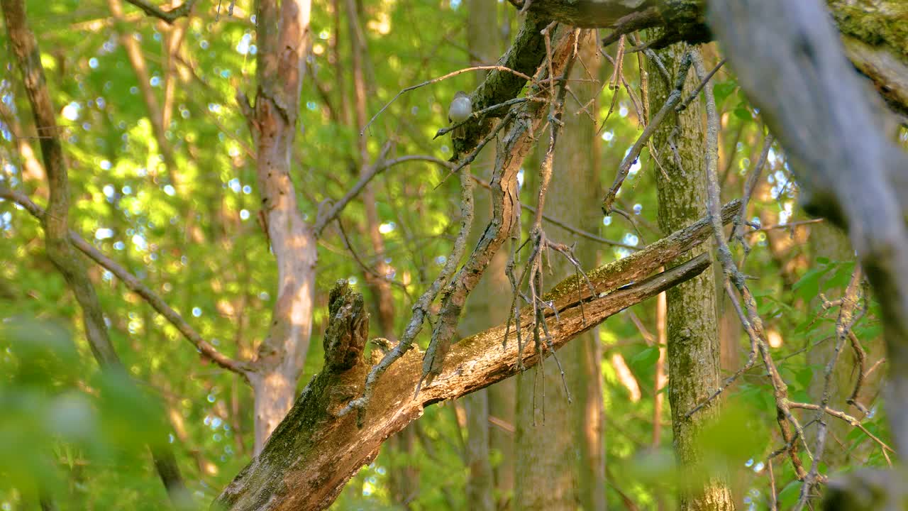 Small flycatcher bird standing on a tree branch in a forest, Ottawa, Ontario, Canada.