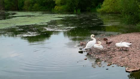 Swan-stretching-and-shaking-off-by-the-water