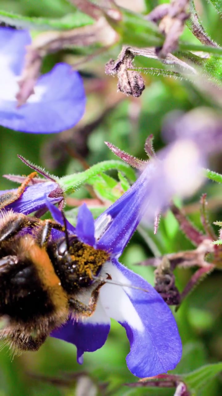 A bumblebee actively gathers pollen from vibrant purple lavender flowers in a lush spring garden, captured in close-up macro with natural daylight and shallow depth of field